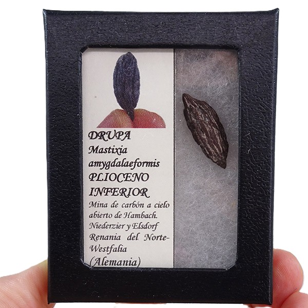Mastixia amygdalaeformis - Imagen 2