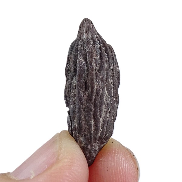 Mastixia amygdalaeformis