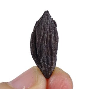 Mastixia amygdalaeformis