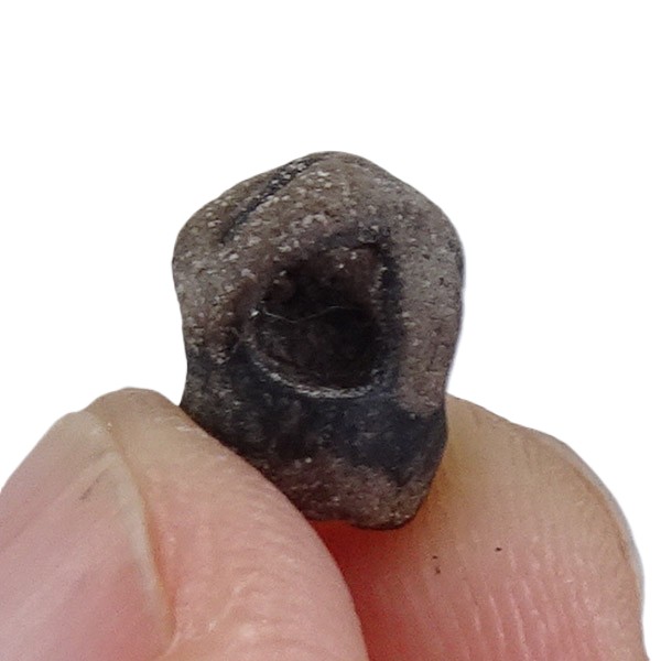 Carpolithus hafniensis - Imagen 3