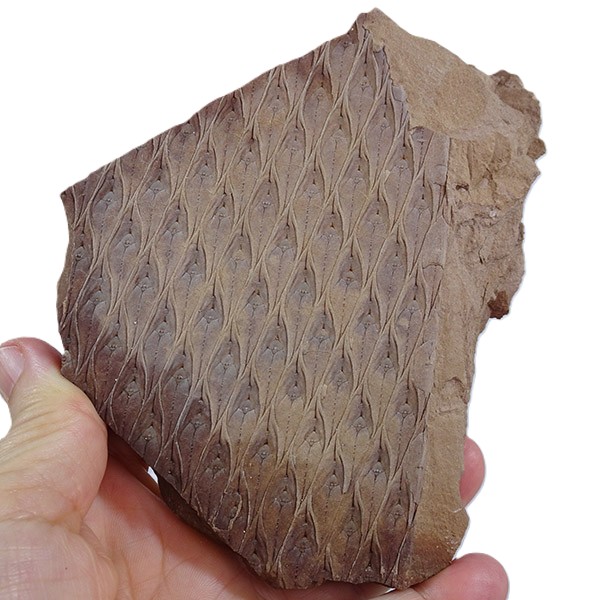 Lepidodendron sp.:圖片 2