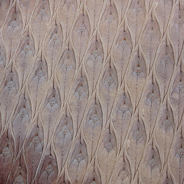 Lepidodendron sp.