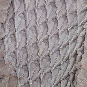 Lepidodendron sp.