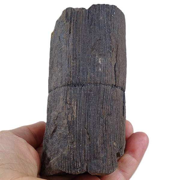 Calamites sp.