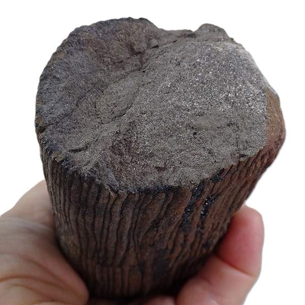 Calamites sp. - Imagen 2