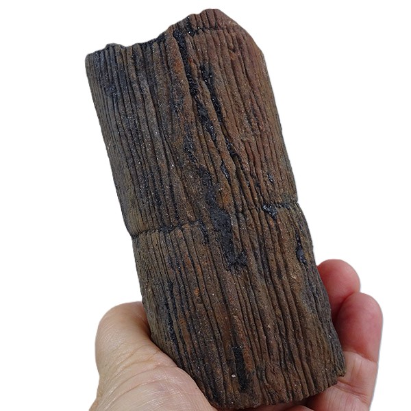 Calamites sp. - Imagen 3