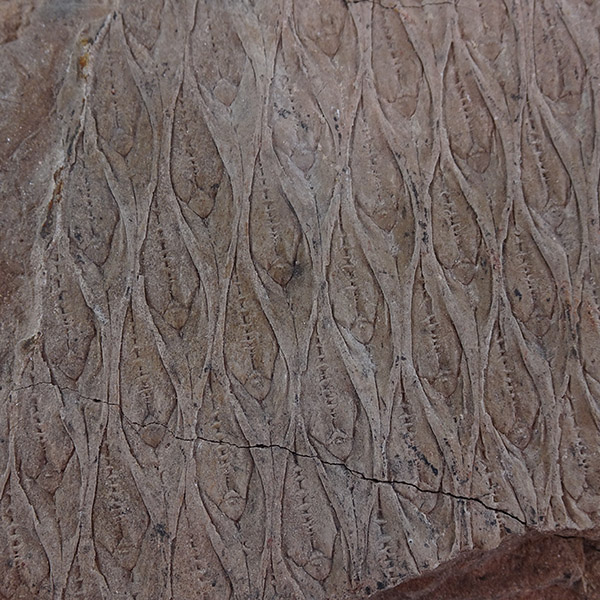 Lepidodendron sp.