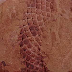 Lepidodendron sp.