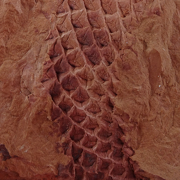 Lepidodendron sp. - Imagen 4