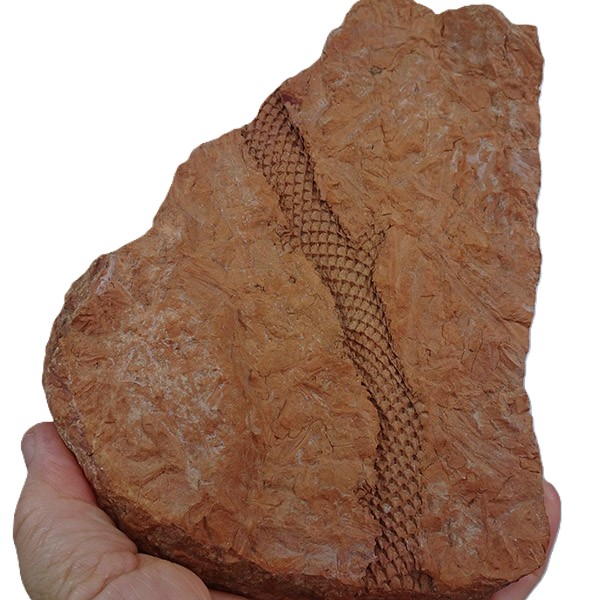 Lepidodendron sp.