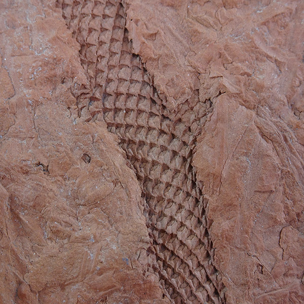 Lepidodendron sp. - Imagen 3