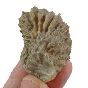 Lopha (Actinostreon) gregarea