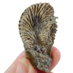Lopha (Actinostreon) gregarea