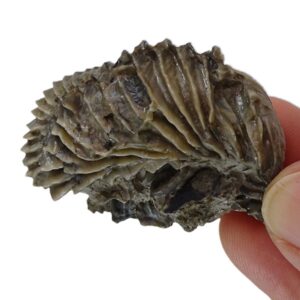 Lopha (Actinostreon) gregarea