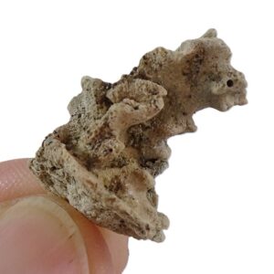 Petrostoma goldfussi VENDIDO