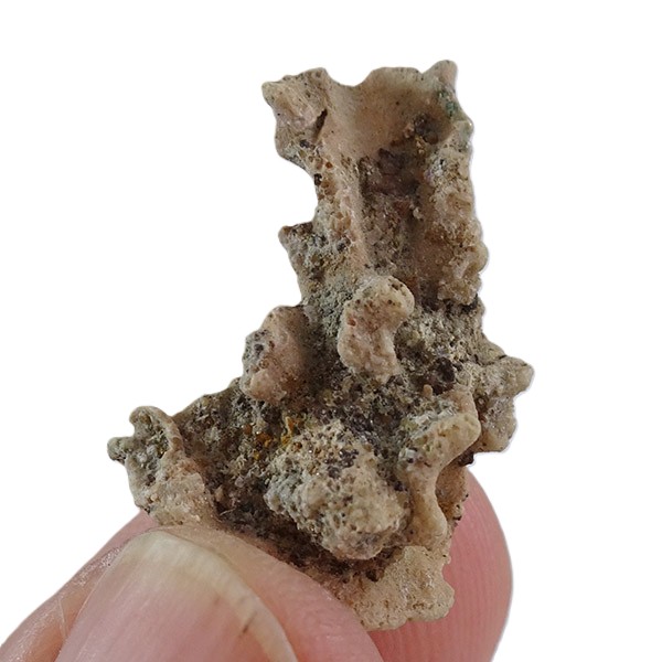 Petrostoma goldfussi VENDIDO - Imagen 2