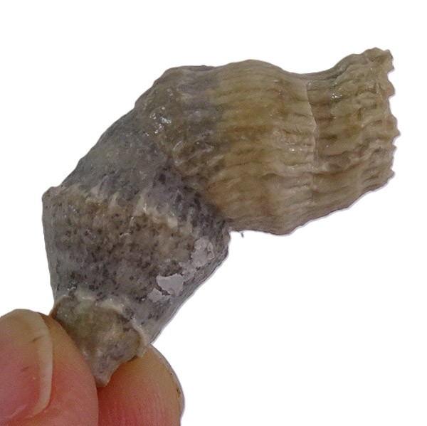 Parasmilia centralis VENDIDO - Imagen 2