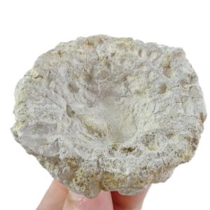 Discostroma intricatum VENDIDO