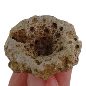 Discostroma intricatum VENDIDO
