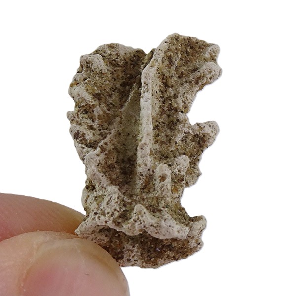 Petrostoma goldfussi VENDIDO - Imagen 2