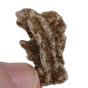 Petrostoma goldfussi VENDIDO