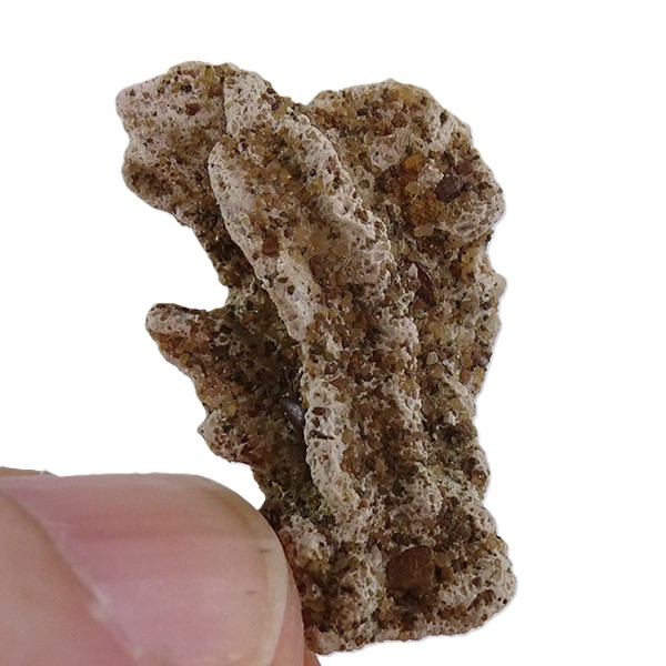Petrostoma goldfussi VENDIDO