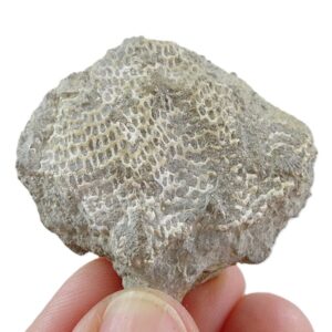 Fenestella retiformis