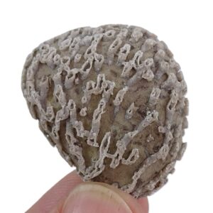 Catenipora escharoides