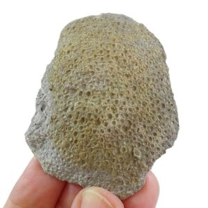 Heliolites sp.