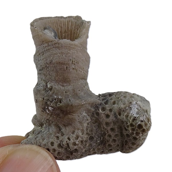 Kyphophyllum sp. y Heliolites sp. VENDIDO - Imagen 2