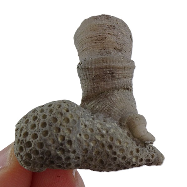 Kyphophyllum sp. y Heliolites sp. VENDIDO
