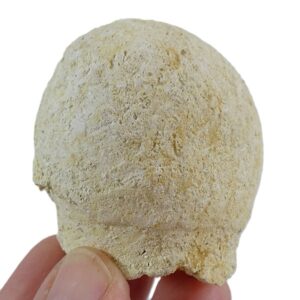 Reptomulticava grandipora VENDIDO