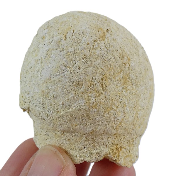 Reptomulticava grandipora VENDIDO