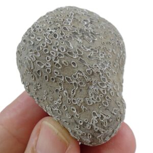Catenipora escharoides