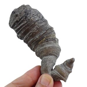 Acanthophyllum cf. concavum  VENDIDO