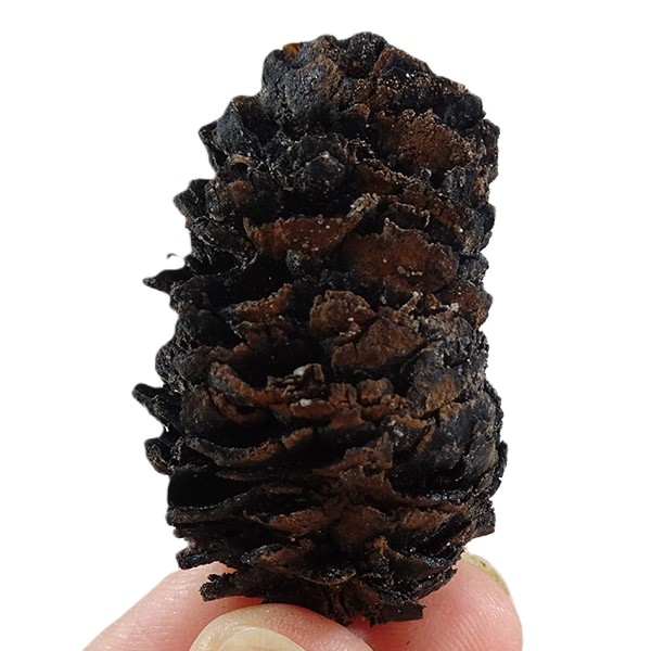 Picea latisquamosa