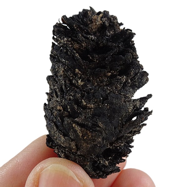 Picea latisquamosa - Imagen 2