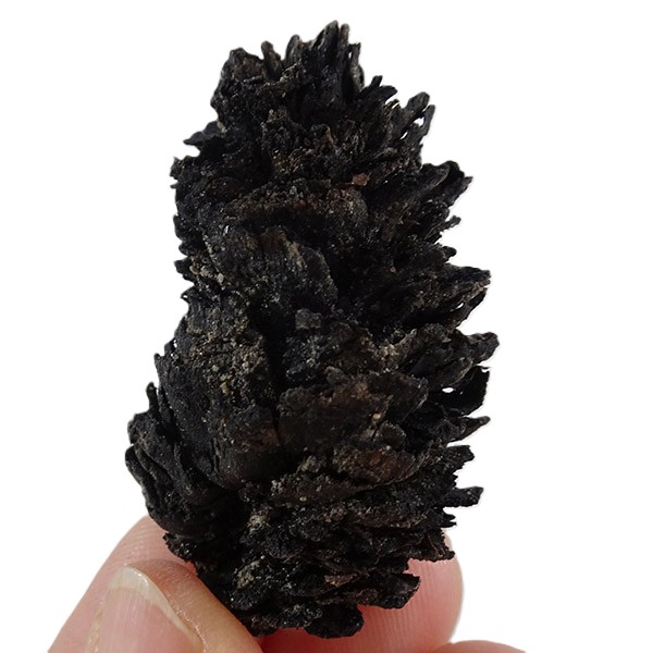 Picea latisquamosa - Imagen 3
