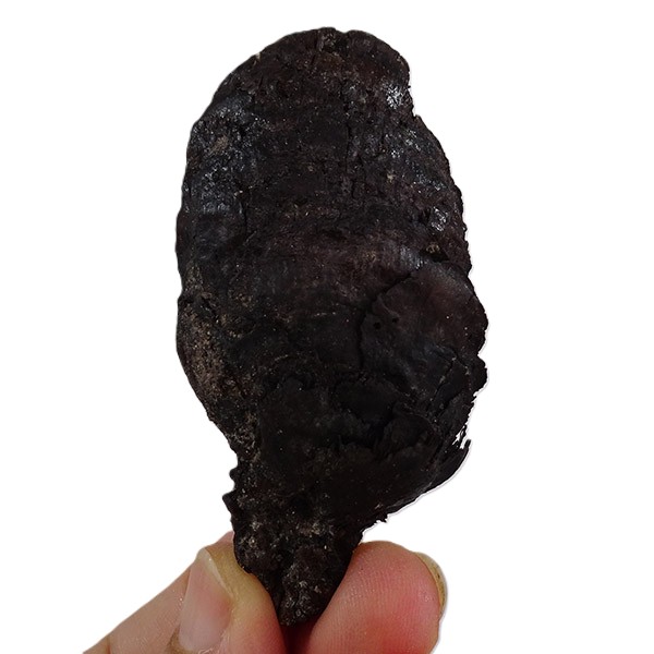 Picea latisquamosa
