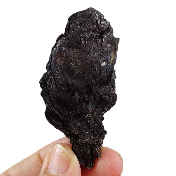 Picea latisquamosa - Imagen 2