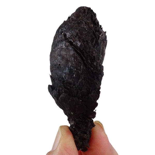 Picea latisquamosa - Imagen 3