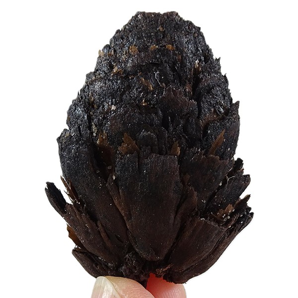 Picea latisquamosa VENDIDO