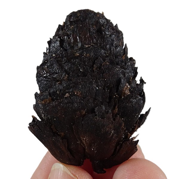 Picea latisquamosa VENDIDO - Imagen 2