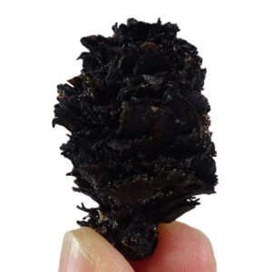 Picea latisquamosa