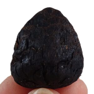 Pinus brevis