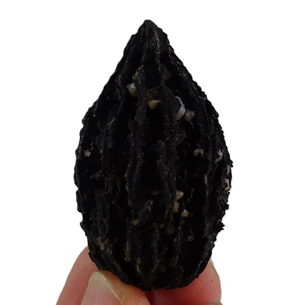 Juglans bergomensis VENDIDO - Image 3