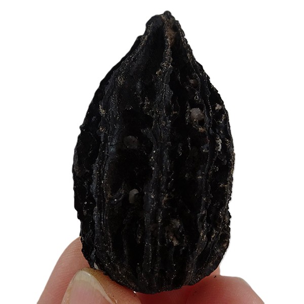 Juglans bergomensis VENDIDO - Image 4