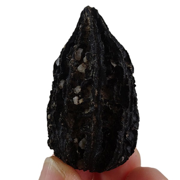 Juglans bergomensis VENDIDO