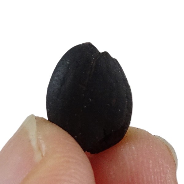 Styrax maximus - Imagen 2