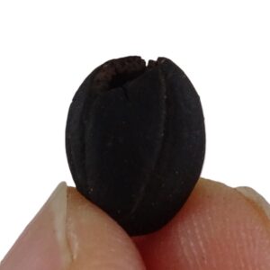 Styrax maximus